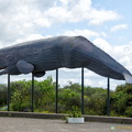 Model of a sperm whale, known for its enormous head (1901 visite) Model of a sperm whale, known for its enormous head